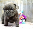 French Bulldog Puppies